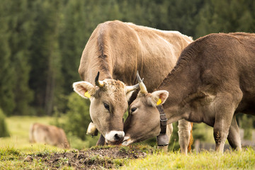 Kühe - Kuss - Kiss - küssen - Bussi - Allgäu - niedlich - lieb - Liebe - Alpen - Rinder