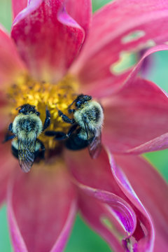 Bees and dahlia