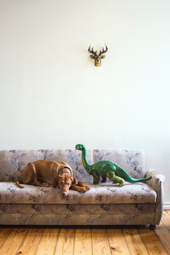 Beautiful Magyar Vizsla resting next to toy dinosaur.