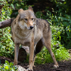 Fototapeta premium Wolf — the most mysterious animal of the living.