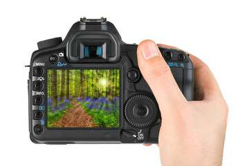 Hand with camera and forest Hallerbos in Brussels Belgium (my photo)