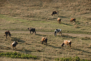 A herd of cows grazing in a meadow
