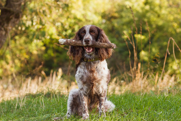 Brown spotted russian spaniel in the forest - obrazy, fototapety, plakaty