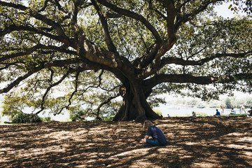 Little boy sitting under big tree shadows  in park