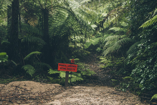 Australia nature hiking trail. Tropical forest danger