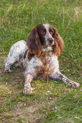 Brown spotted russian spaniel in the forest