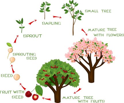 Life cycle of cherry tree with captions. Plant growing from seed to cherry-tree