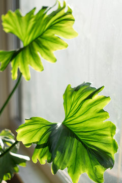 Philodendron leaves in sunny window