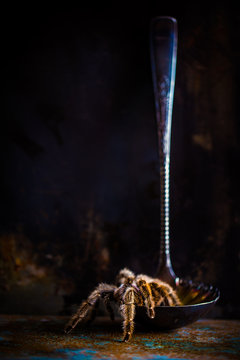 (sorta) still life with tarantula and a ladle