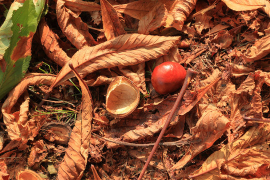 Rosskastanien auf dem Boden im Herbst