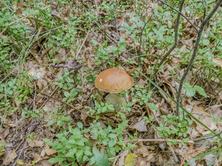 Boletus edulis (English: penny bun, cep, porcino or porcini) in brown dry leaves close-up