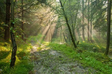 Fototapeta na wymiar Sun rays in the woods