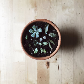 Freshly planted succulent babies