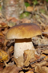 White mushroom or boletus (lat. Boletus edulis) growing in the woods