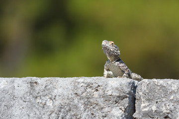 Small lizard sitting on the ruins of ancient Asklepion sanctury, Kos island, Greece