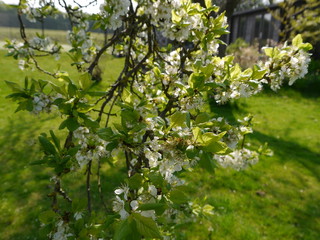 Fototapeta na wymiar plum tree in flower