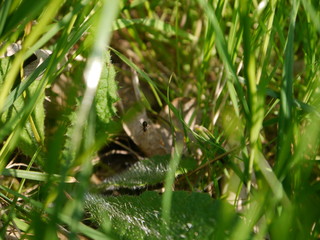 spider in the grass