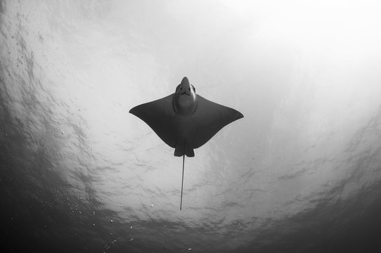 Spotted Eagle Ray Underside in Black and White