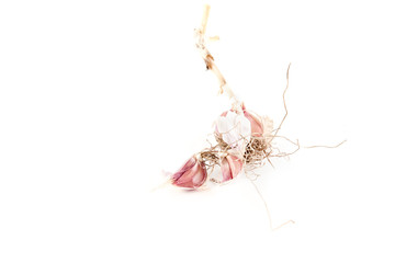 Dry garlic isolated