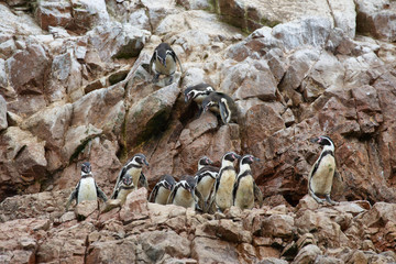 Naklejka premium Humboldt Penguins in Peru