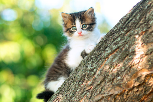 portrait of a cute little fluffy kitten climbing on a tree branch in the nature