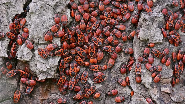 Colony of red firebugs close-up.