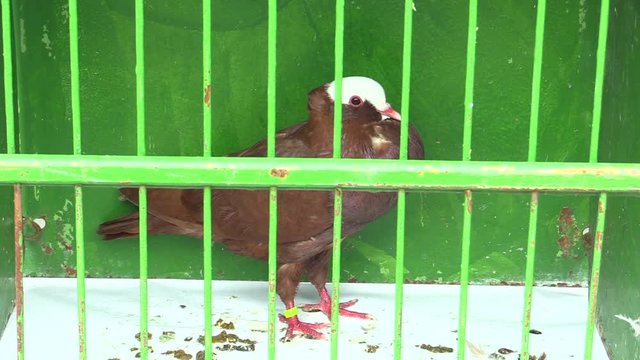 Pigeon moravian magpie cropper on exhibition in the Czech Republic, ornamental breed pigeon