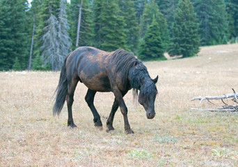 Wild Feral Horse Mustang - Black Band Stallion who had just rolled in the dirt in the Pryor Mountains Wild Horse Range in Montana United States