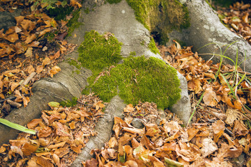 Tree Roots With Moss And Fallen Leaves Deep Into The Forest Closeup