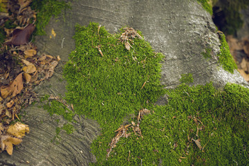 Tree Roots With Moss And Fallen Leaves Deep Into The Forest Closeup