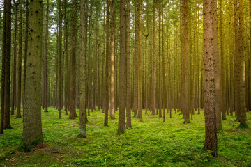 Fototapeta premium Sonnenstrahlen im Moos bedeckten Bayerischen Wald im Herbst