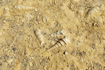 fossilized shells,Paracas, Peru