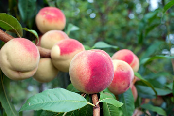 A bunch of ripe peaches on a tree in the garden.