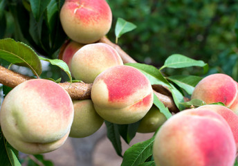 A bunch of ripe peaches on a tree in the garden.