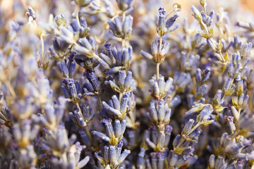 Dry lavender on wood desk