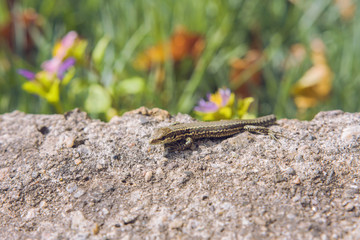 Little Lizard Standing On Rocky Surface In Sunny Day