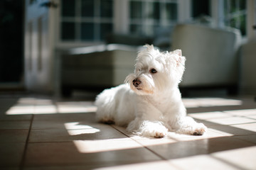 Cute white dog lying on kitchen floor among shadows from the sun