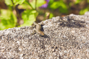 Little Lizard Standing On Rocky Surface In Sunny Day