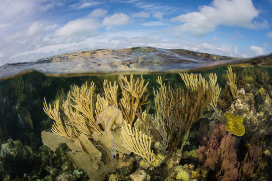 Corals and Gorgonians in Shallows of Caribbean Sea
