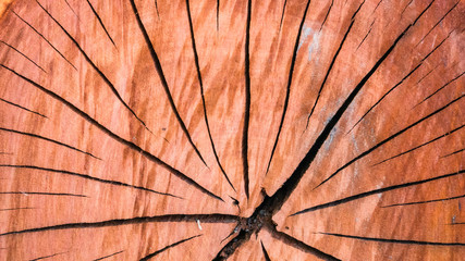 Top view of red Tree stump with section of the trunk with annual rings ,texture/background