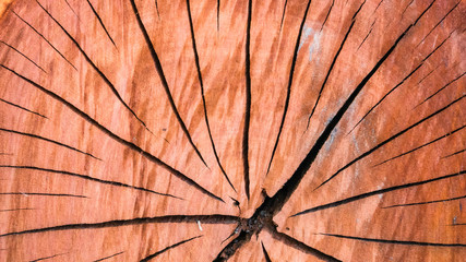 Top view of red Tree stump with section of the trunk with annual rings ,texture/background