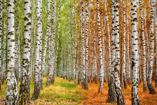 Fototapeta Autumn birch forest moves from summer to autumn