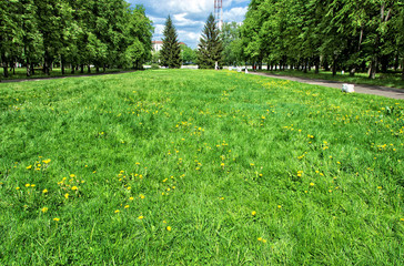 Beautiful park and a green meadow with wild flowers.