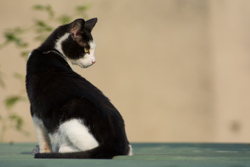 Black and white cat sitting on a garage roof, looking to the right - place for text