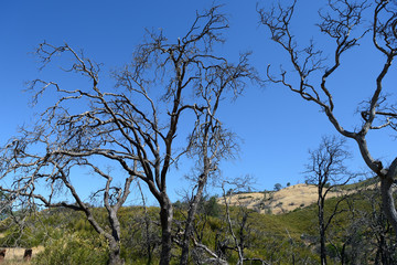 Dead trees in Mount Diablo State Park, California, United States