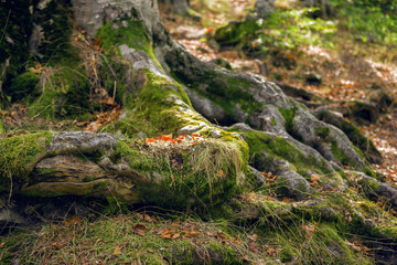 Tree Roots With Moss And Fallen Leaves Deep Into The Forest Closeup