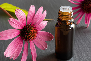 A bottle of echinacea essential oil with fresh echinacea flowers - obrazy, fototapety, plakaty