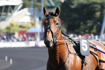 Obraz premium trotteur