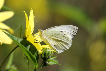 Cabbage white butterfly
