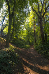 Fototapeta na wymiar Footpath Between Trees In Woodland
